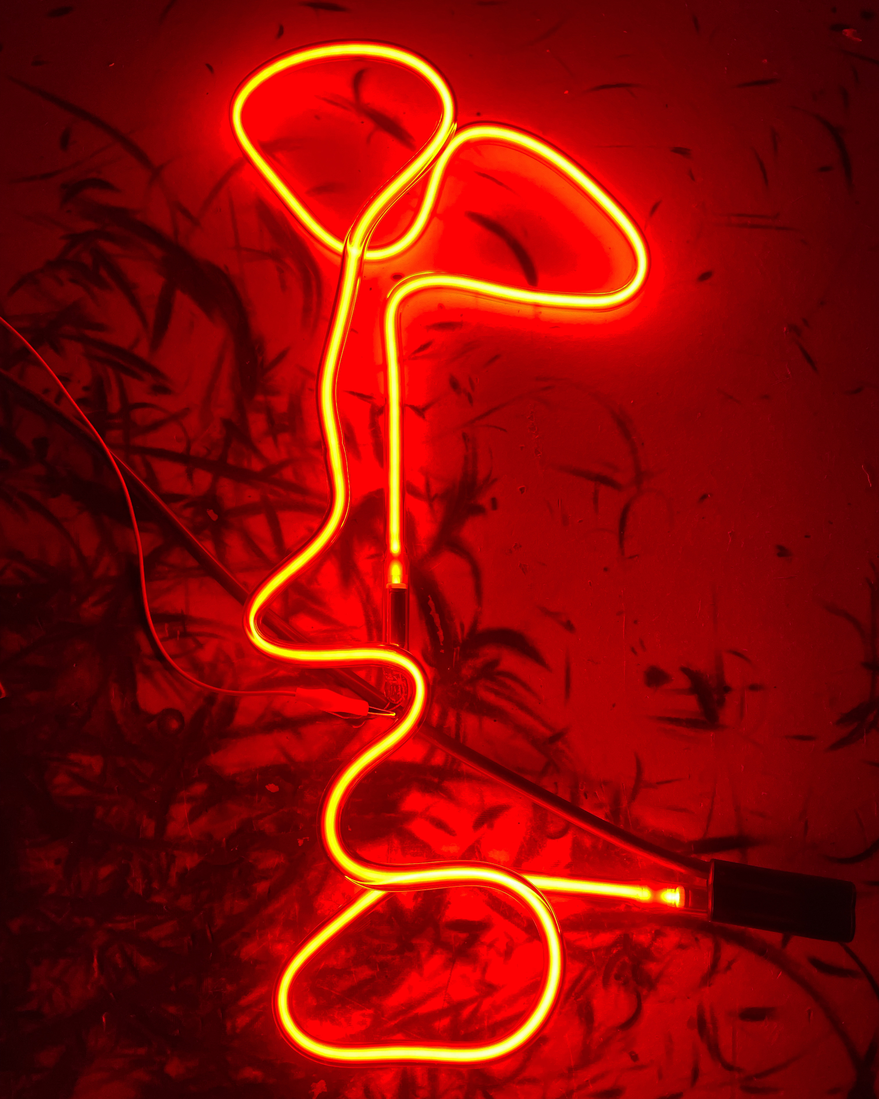 image of a red neon seedling